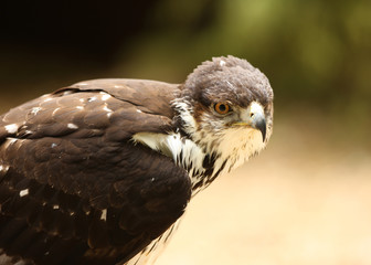 Portrait of a Saker Falcon