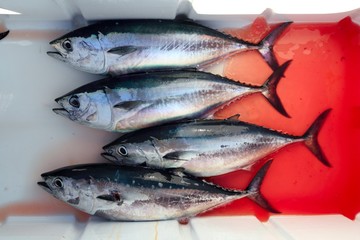 bloody bluefin four tuna fish Thunnus thynnus catch
