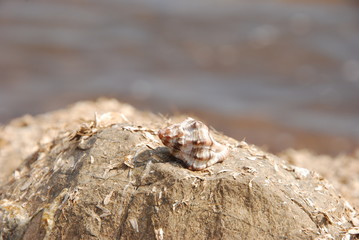 Muschel