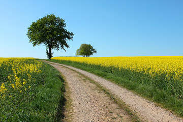 tree path yellow rape canola field and blue sky