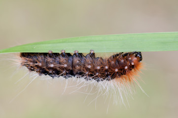 caterpillar with many hairs