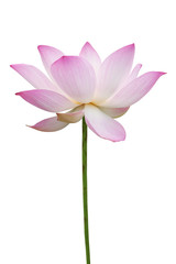 Pink lotus isolated on white