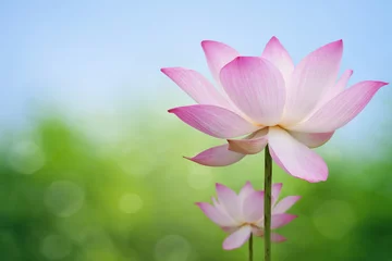 Fotobehang Lotusbloem Roze lotus