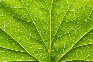leaf texture