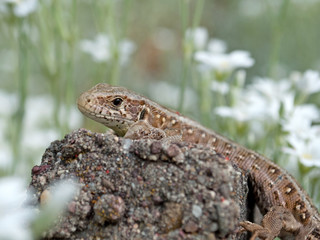 Zauneidechse - Lacerta agilis