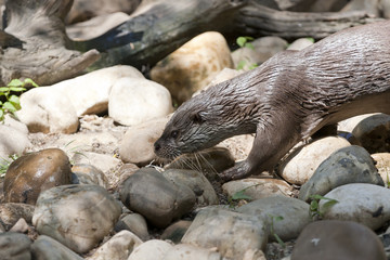 Obraz premium otter in the river