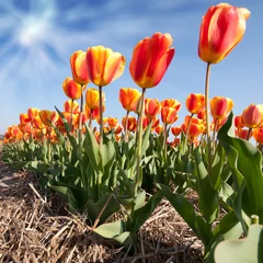 Crédence de cuisine en verre imprimé Tulipe Red Yellow tulips in field