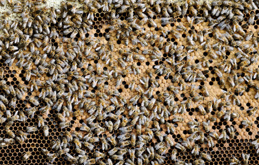 abeilles