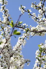 Flowers cherry tree