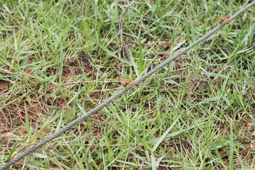 Red dragonfly on nylon rope