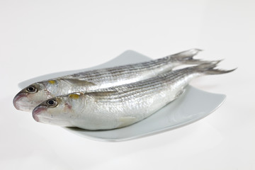 Two fish on white plate