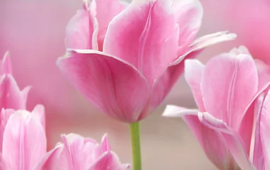 Washable wall murals Tulip Pink tulips close up