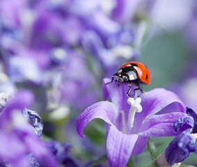 Marienkäfer auf lila Glockenblumen