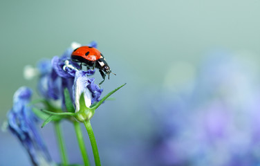 Marienkäfer auf lila Glockenblumen