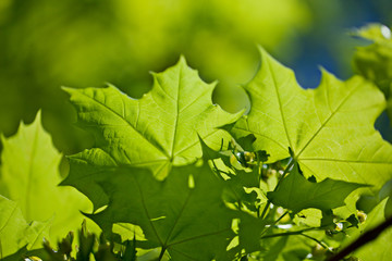 Ahornblätter im Frühling