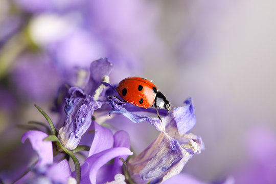 Marienk&auml;fer auf lila Glockenblumen