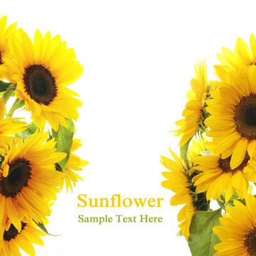 Fototapeta Sunflower frame on white background