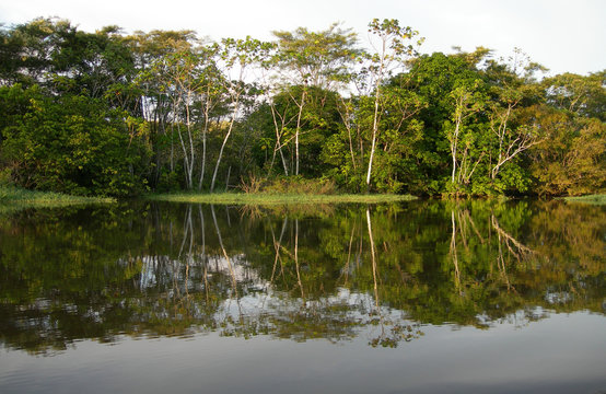 Rio Negro rainforest Amazon River basin in Brazil