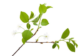 Obraz premium Cherry in blossom