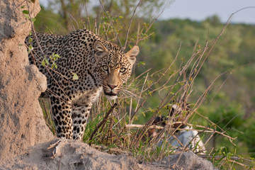 african leopard