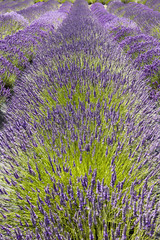 Fototapeta na wymiar Row of Lavender Flowers