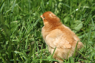Brown baby chicken on grass