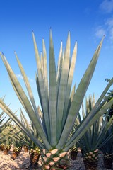 Agave tequilana plant for Mexican tequila liquor
