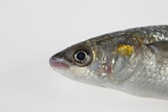 Fish golden grey mullet head close up