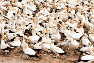 cape gannets birds