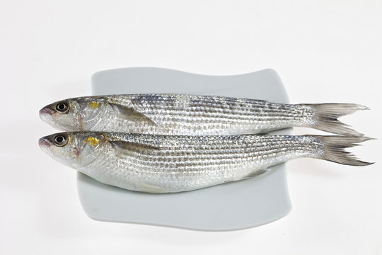 Two fish golden grey mullet on plate isolated on white