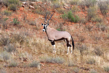 Gemsbok in Kalahari