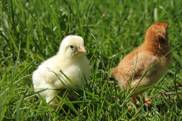 Brown and yellow baby chicken on grass