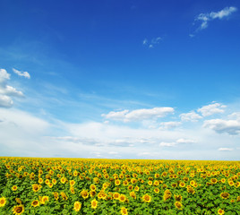 Obraz premium sunflowers