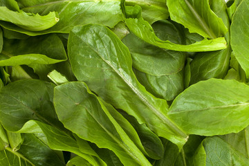 Salad Spinach