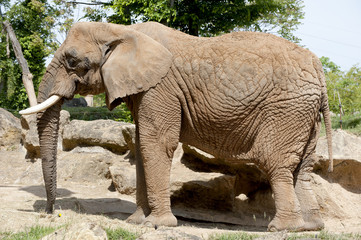 Elephant