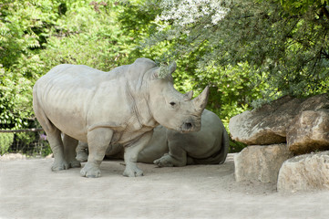 Naklejka premium Rhinocéros blanc