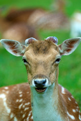 Richmond Park