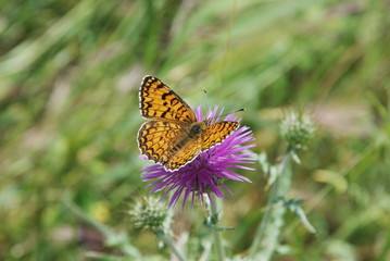 farfalla sul fiore viola