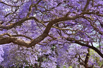 Cercles muraux Afrique du Sud jacaranda trees