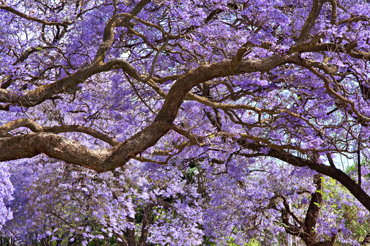 Jacaranda Trees