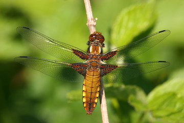Plattbauchlibelle (Libellula depressa)