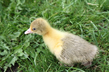 Baby goose on grass