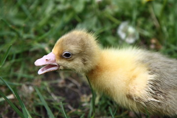 Baby goose on grass