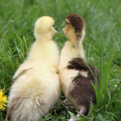 Yellow and brown ducklings on grass