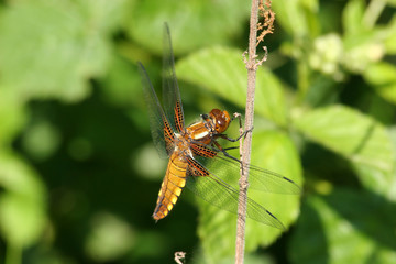 Plattbauchlibelle (Libellula depressa)