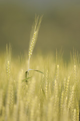 Ear of wheat