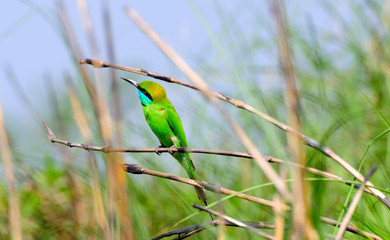 The Little Green Bee Eater Bird