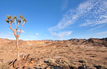 Fototapeta na wymiar quiver tree in Richtersveld