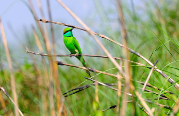 The Little Green Bee Eater Bird