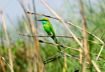 The Little Green Bee Eater Bird